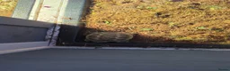 Tortoise reptiles for sale: Tortoise and enclosure - Advert 1