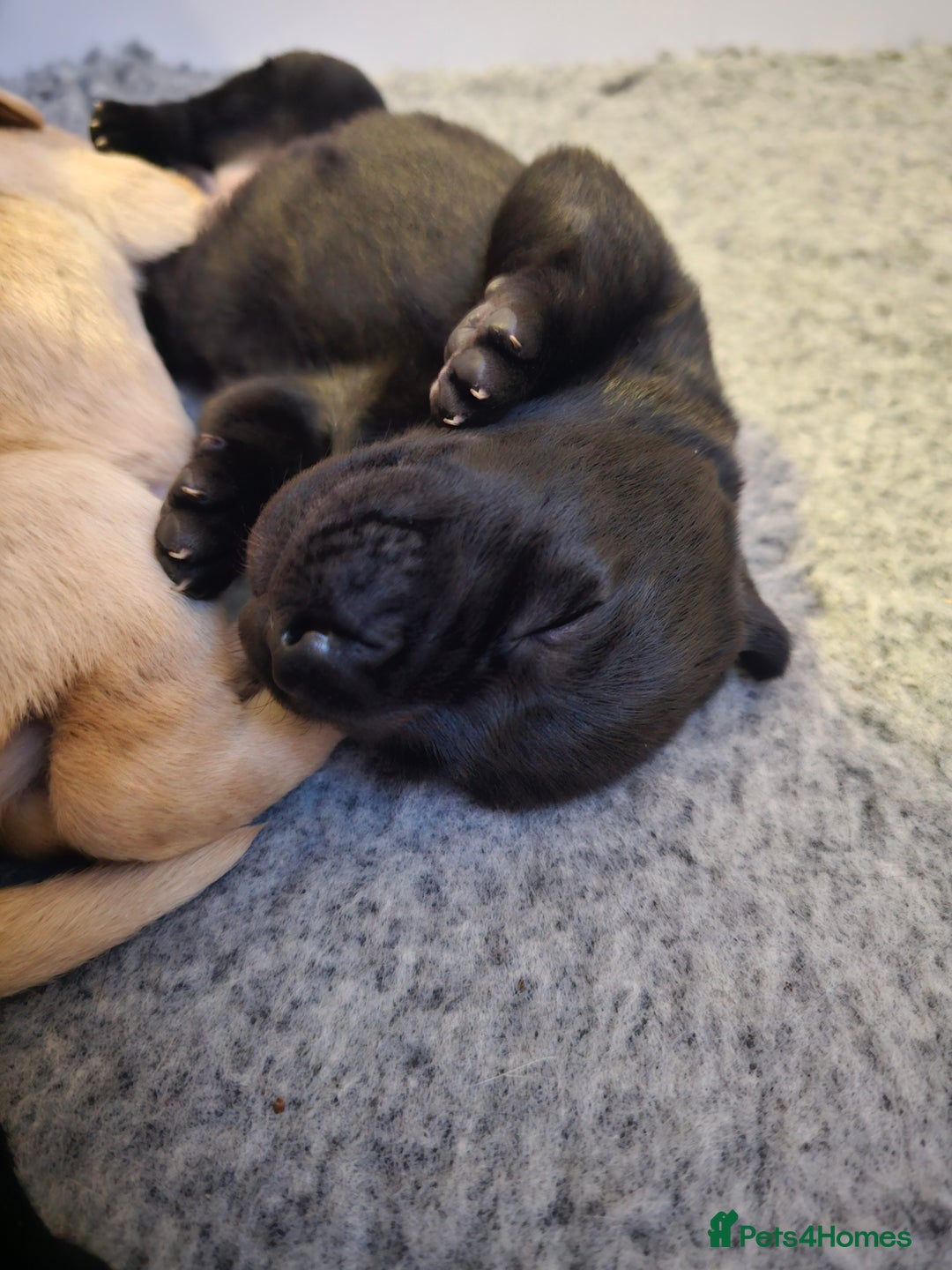 Labrador Retriever dogs for sale: 🐾 Labrador Puppies – Ready Early January 🐾 - Advert 30