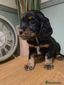 Cocker Spaniel Puppy 5