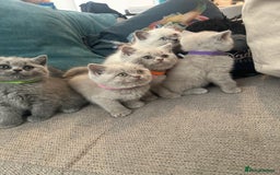 British Shorthair cats for sale: Lilac British Shorthair Kittens - 2 boys 3 girls - Image 1
