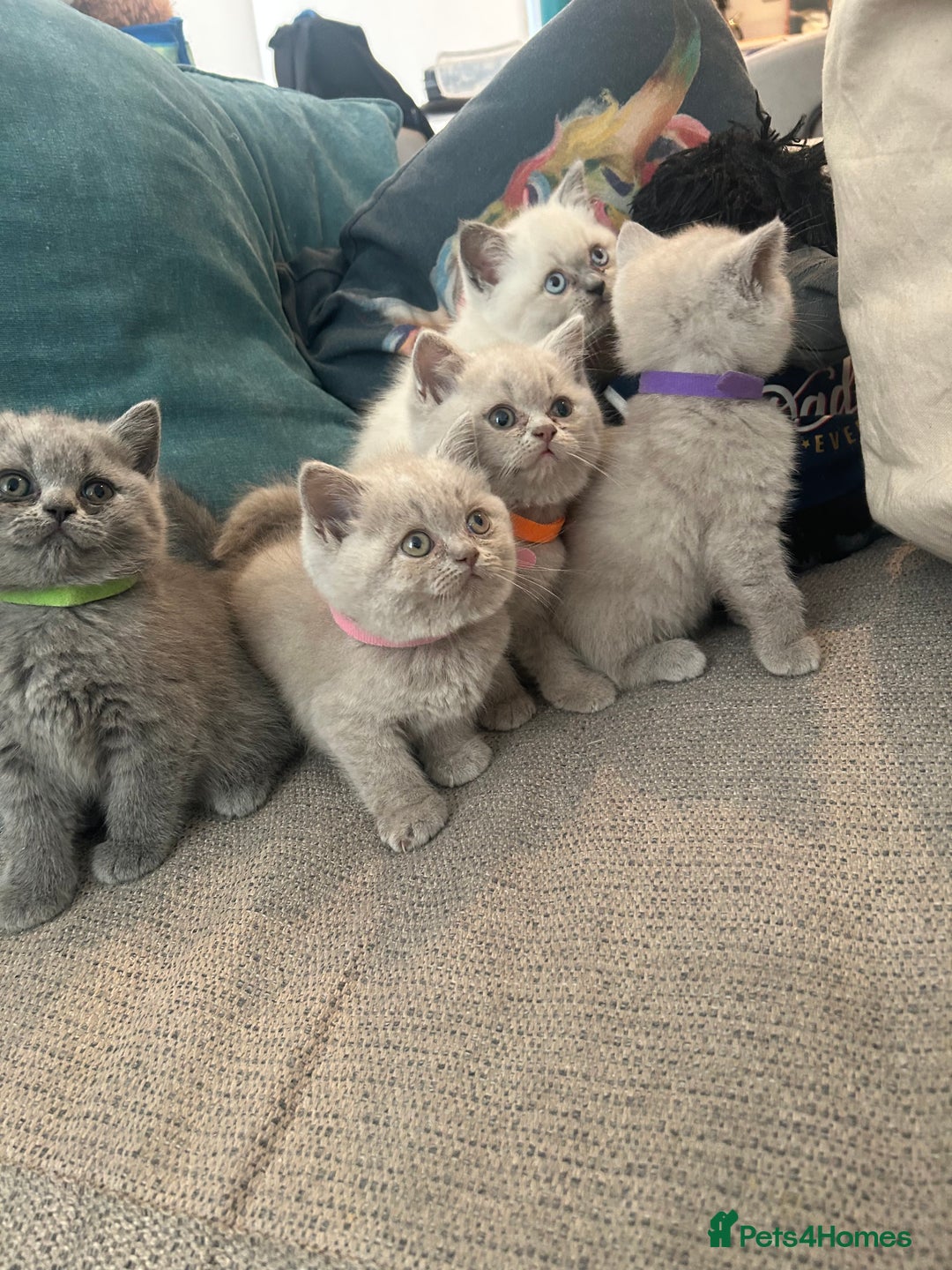 British Shorthair cats for sale: Lilac British Shorthair Kittens - 2 boys 3 girls - Image 1