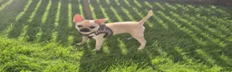 Mixed Breed dogs for sale: Chihuahua × frenchie in Grays - Advert 6
