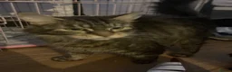 Mixed Breed cats for sale: Kittens - Advert 2