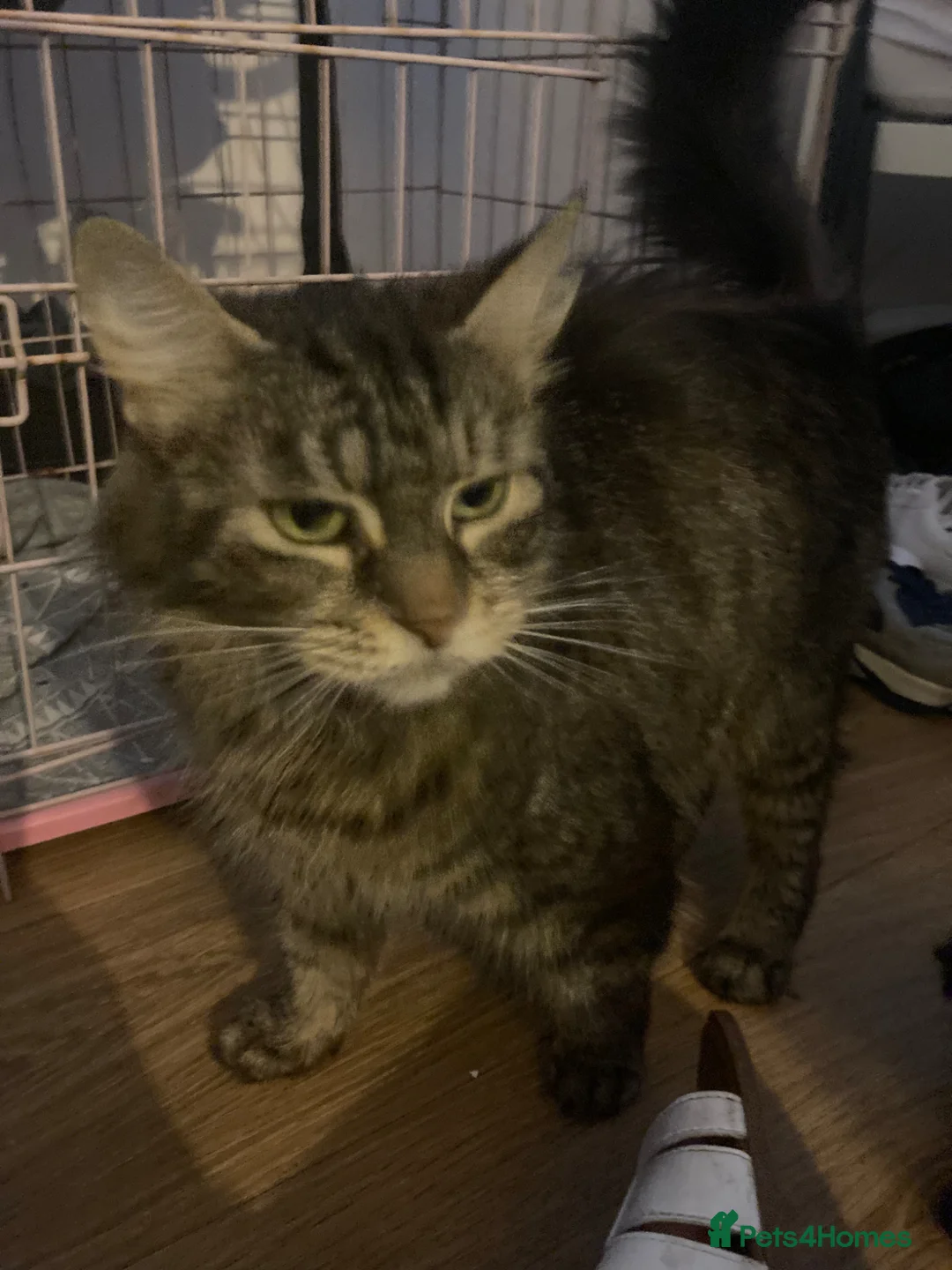 Mixed Breed cats for sale: Kittens - Advert 2