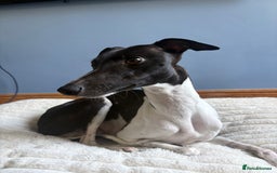 Whippet dogs for sale: Whippet Puppies - Image 1