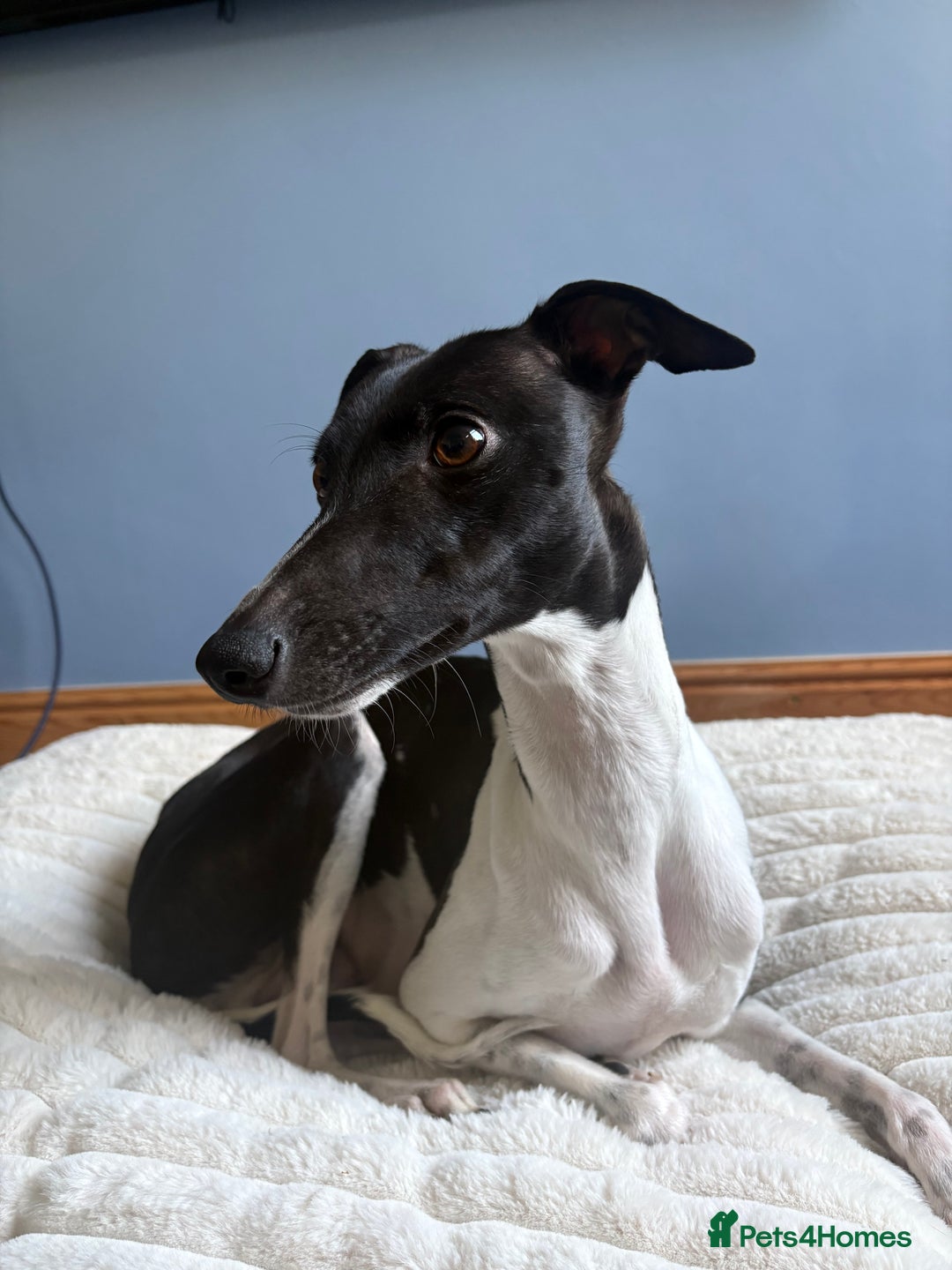 Whippet dogs for sale: Whippet Puppies - Image 1