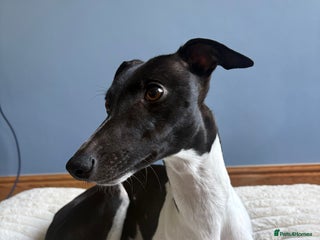 Whippet dogs - Advert 1