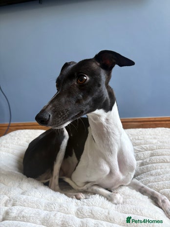 Whippet dogs - Advert 1