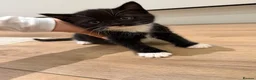 Mixed Breed cats for sale: Beautiful kittens looking for a forever home🐈🥹 - Advert 6