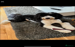 Bernedoodle dogs for sale: Midi Medium Bernedoodle Puppies  - Image 24