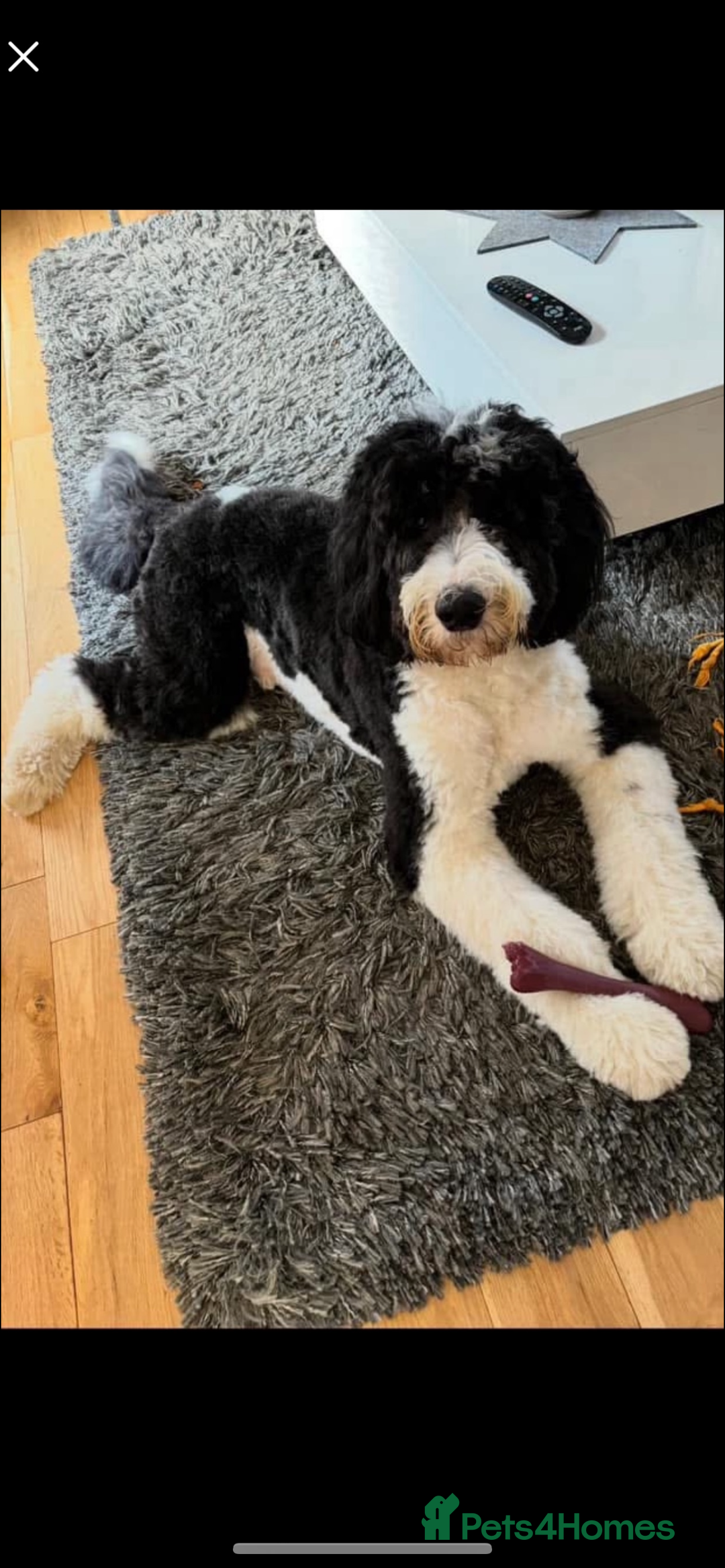 Bernedoodle dogs for sale: Midi Medium Bernedoodle Puppies  - Image 24