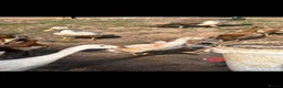 Ducks poultry for sale: Indian runner ducks ducklings females drakes  - Advert 2