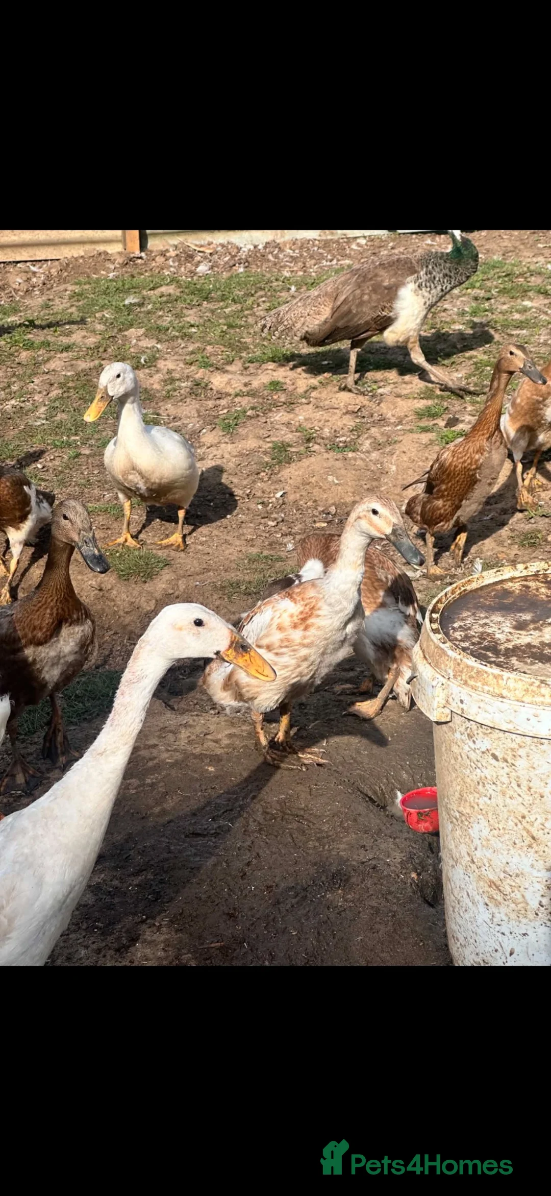 Ducks poultry for sale: Indian runner ducks ducklings females drakes  - Advert 2