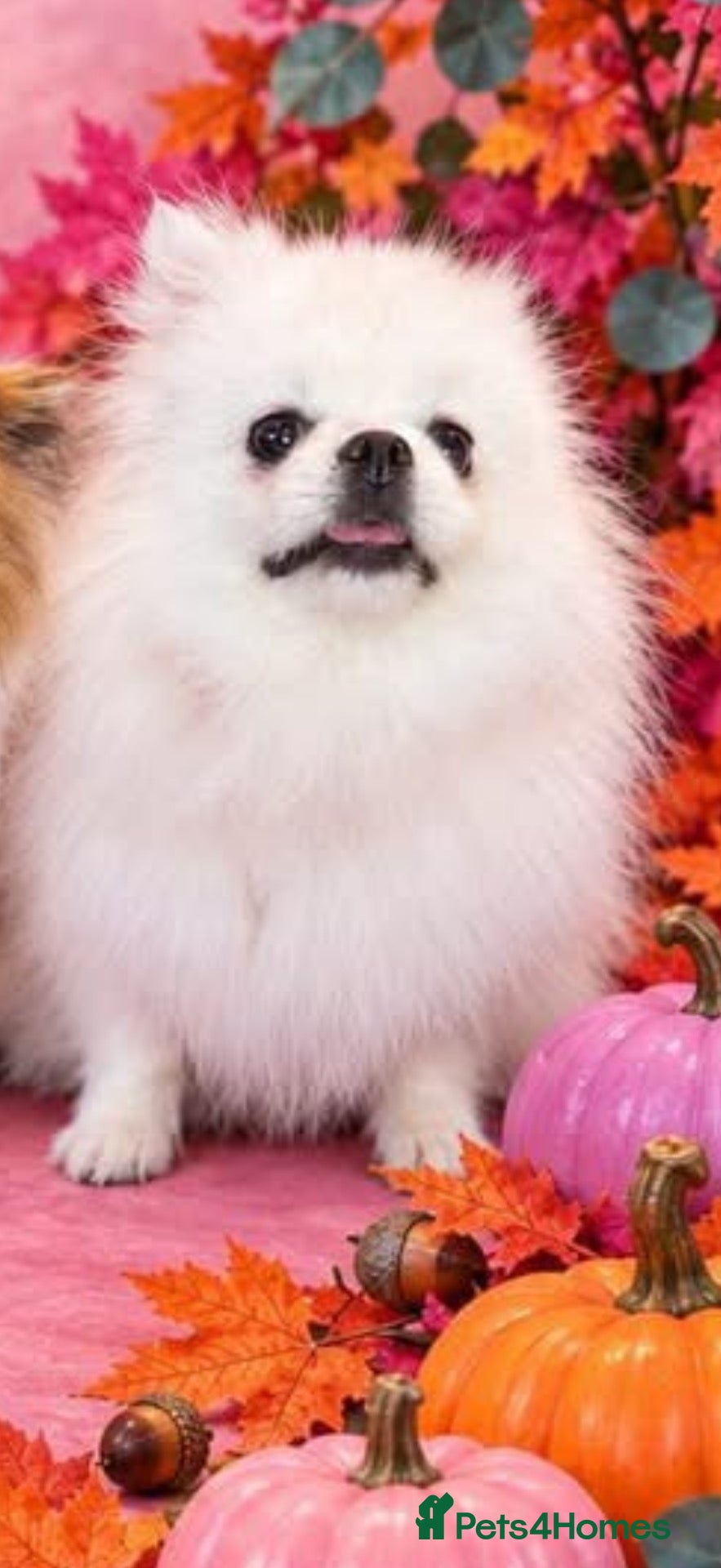 Pomeranian dogs Incredible Teddy Bear Pom Girl One in a Million  - Advert 1