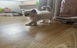 Ragdoll cats for sale: Pure ragdolls  - Image 11