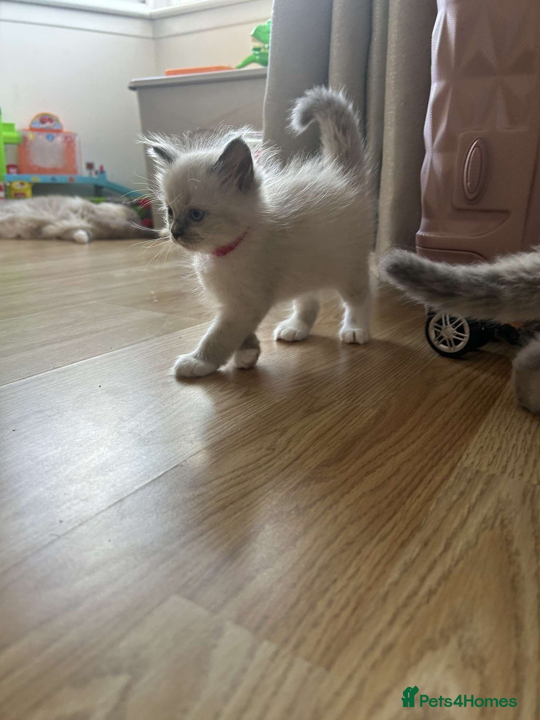 Ragdoll cats for sale: Pure ragdolls  - Image 11