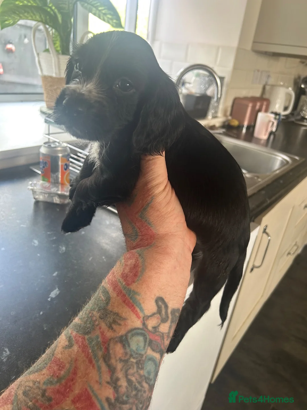 Cocker Spaniel dogs for sale: Cocker spaniels  - Advert 1