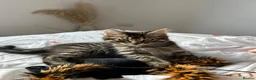 Mixed Breed cats for adoption: Sweet boy Teddy looking for a home - Advert 3