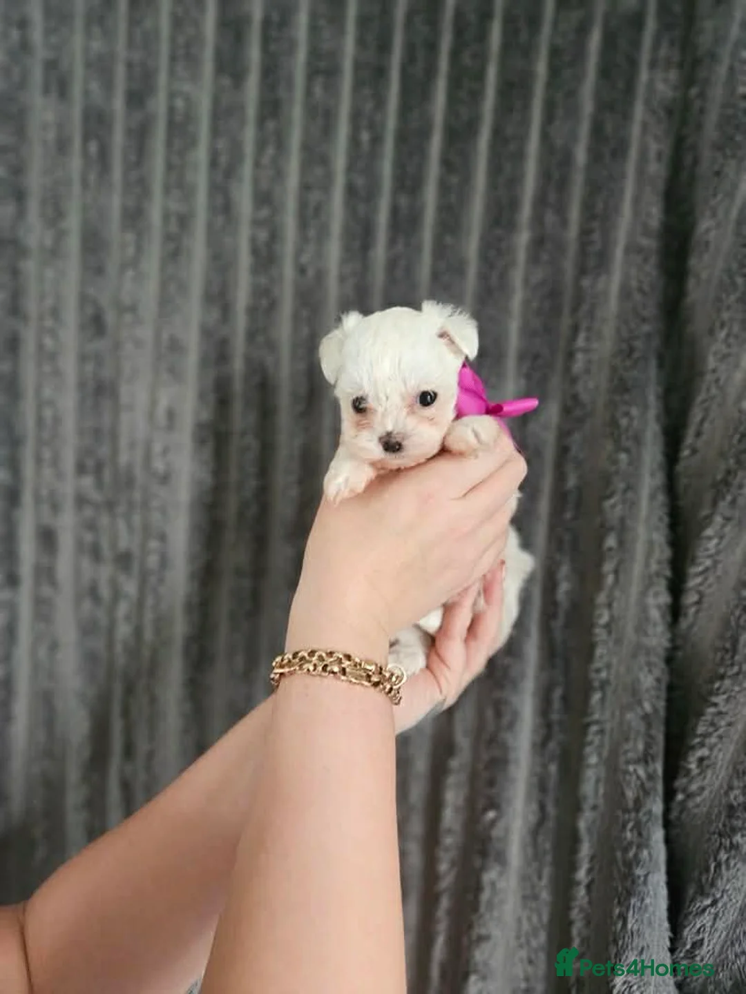 Maltese dogs for sale: stunning Korean Maltese puppies - Advert 6