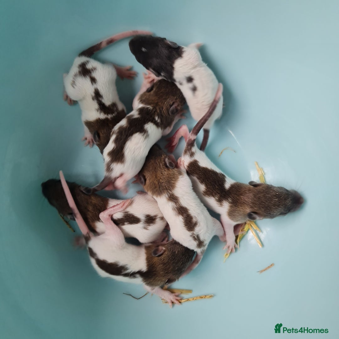 Rat rodents for sale: Baby rats - boys and girls in Manchester - Image 1