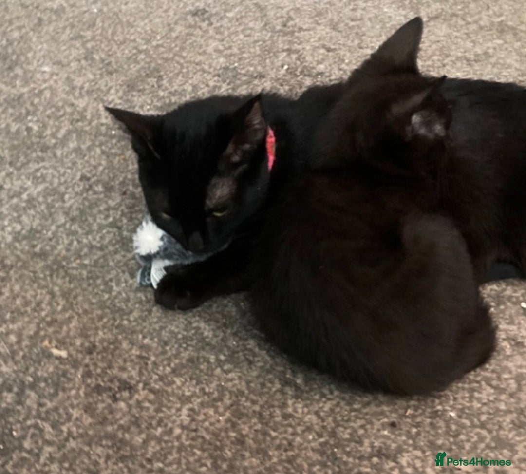 Domestic Shorthair cats for sale: 6 Black Kittens - Ready to leave! - Image 8