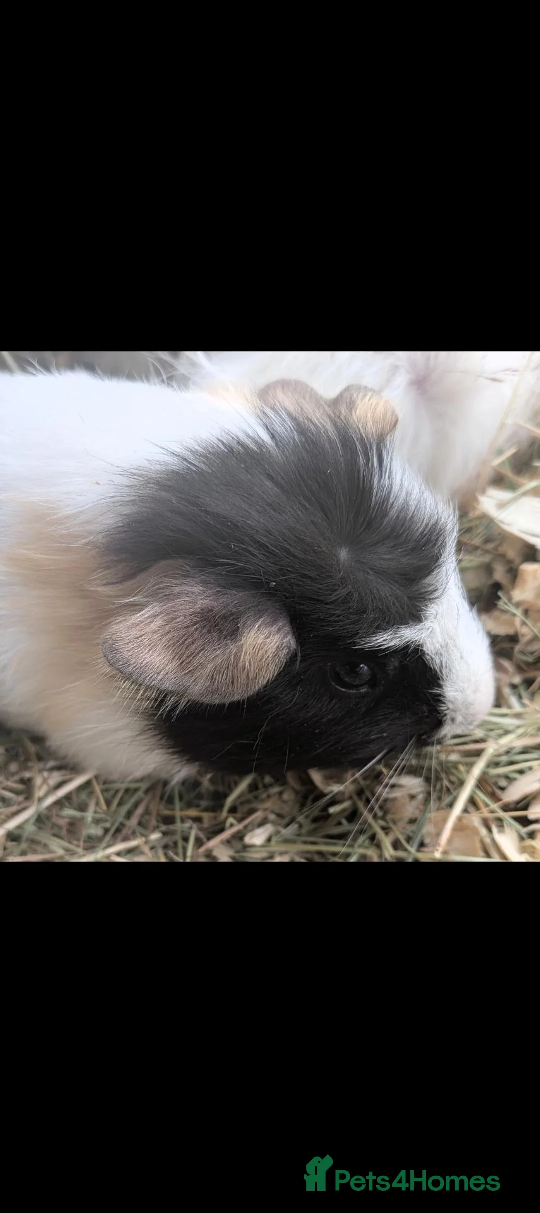 Guinea Pig rodents for sale: Beautiful baby guinea pigs - males and females  - Advert 2