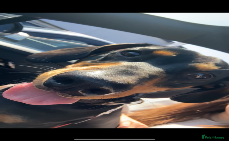 Dachshund dogs - Advert 1