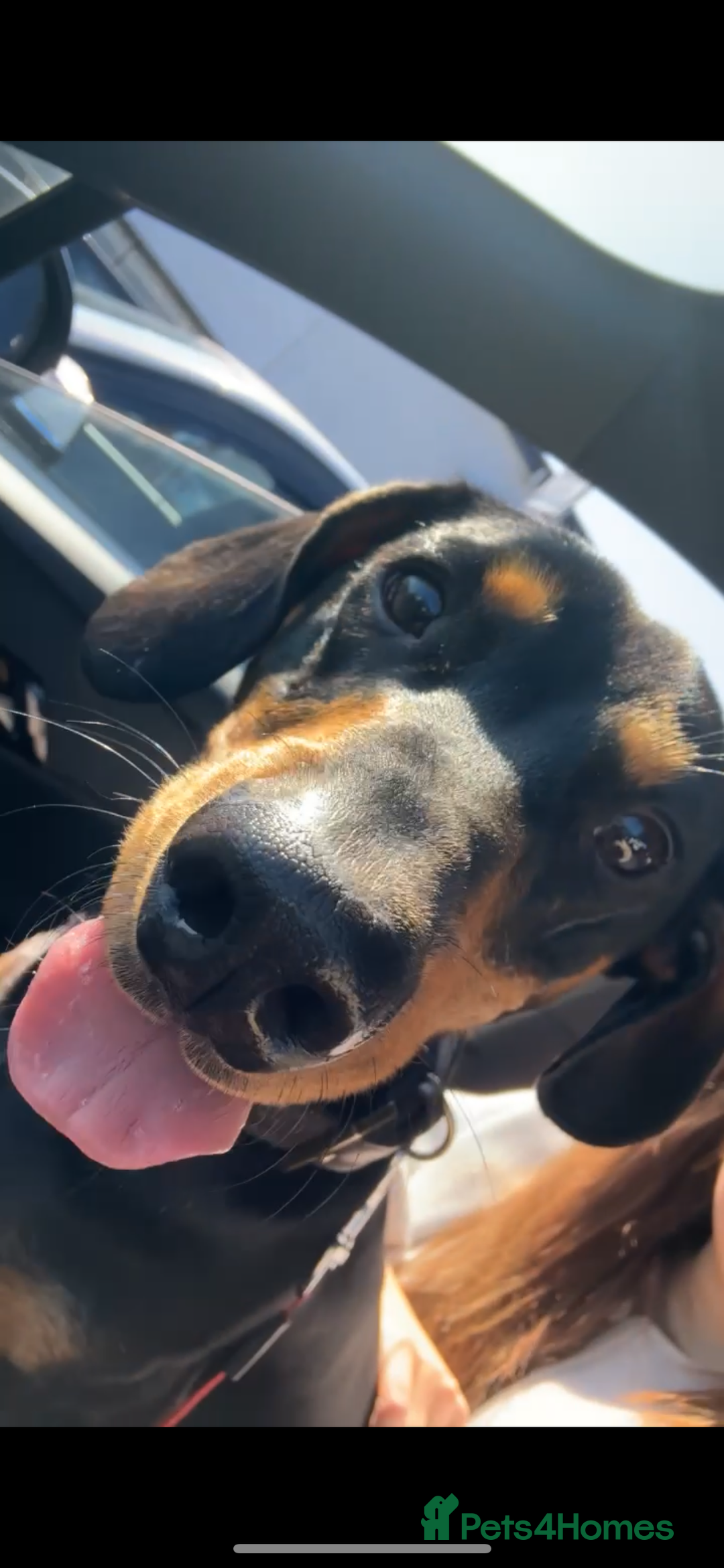 Dachshund dogs for sale: Ollie  - Image 1