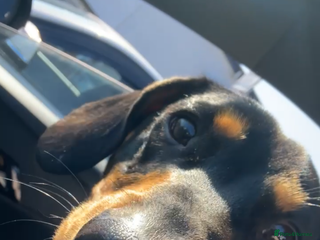 Dachshund dogs - Advert 20