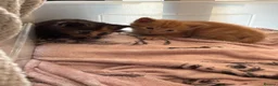 Mixed Breed cats for sale: Ragdoll cross Kittens  - Advert 4