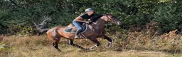 Irish Sports horses for sale: Seriously Talented Prospect  - Advert 3