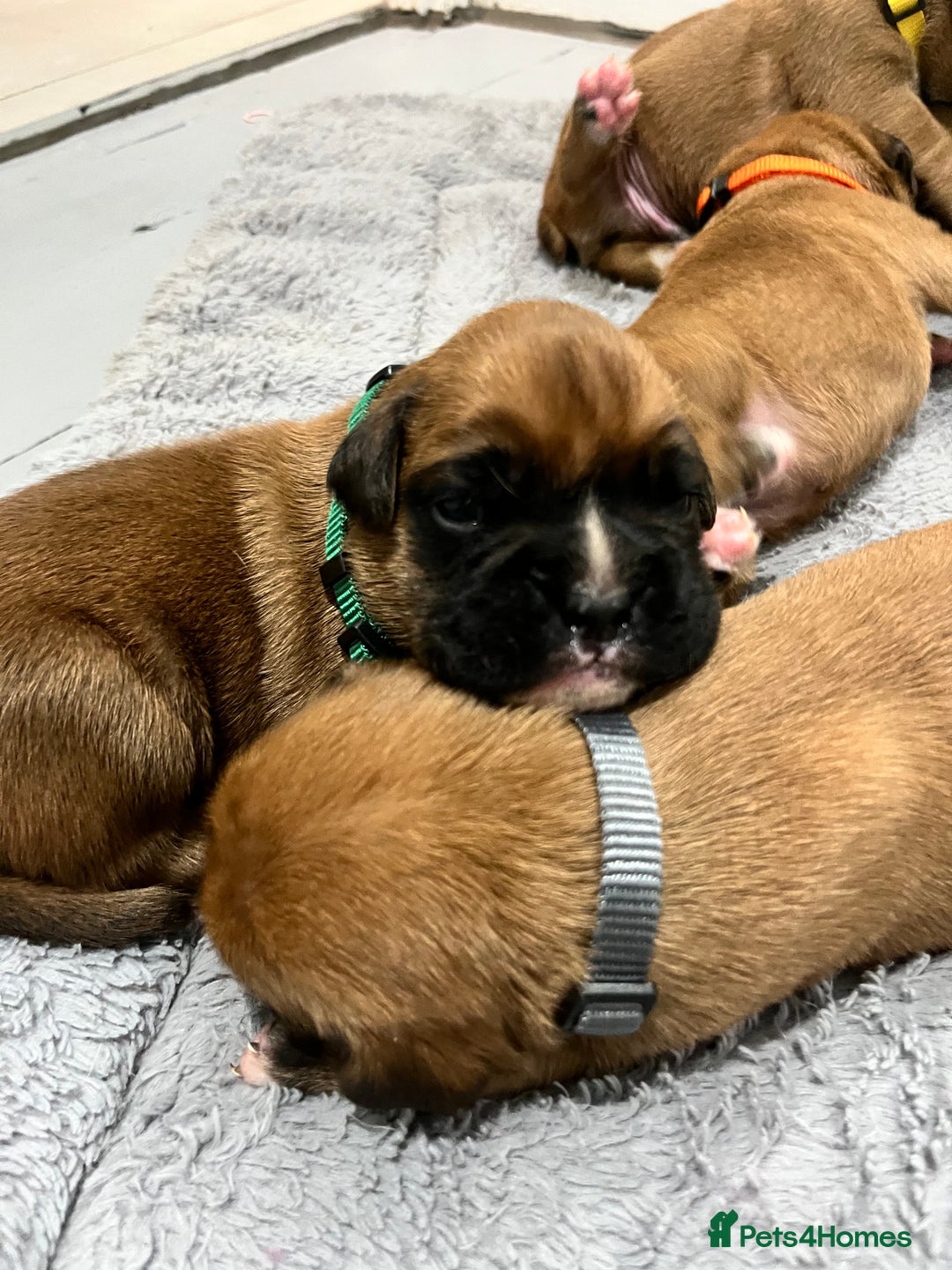 Boxer dogs for sale: Beautiful bob/tailed litter pure boxers  - Advert 14