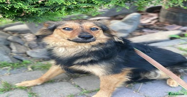 Mixed Breed dogs - Advert 1