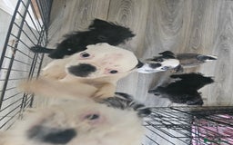 Mixed Breed dogs for sale: Shitzu cross pug - Image 3