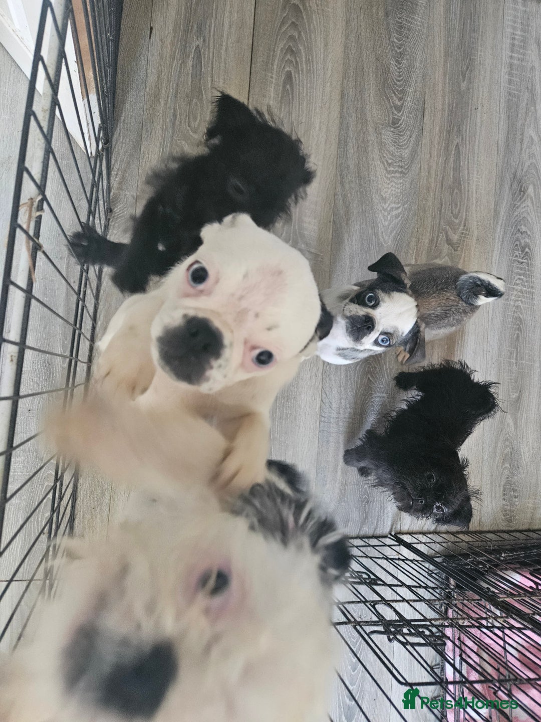 Mixed Breed dogs for sale: Shitzu cross pug - Image 3