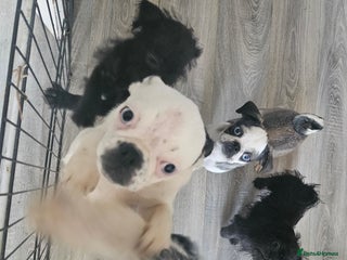 Mixed Breed dogs - Advert 7