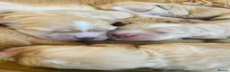 Cocker Spaniel dogs for sale: Beautiful Cocker Spaniel Puppies - Advert 16