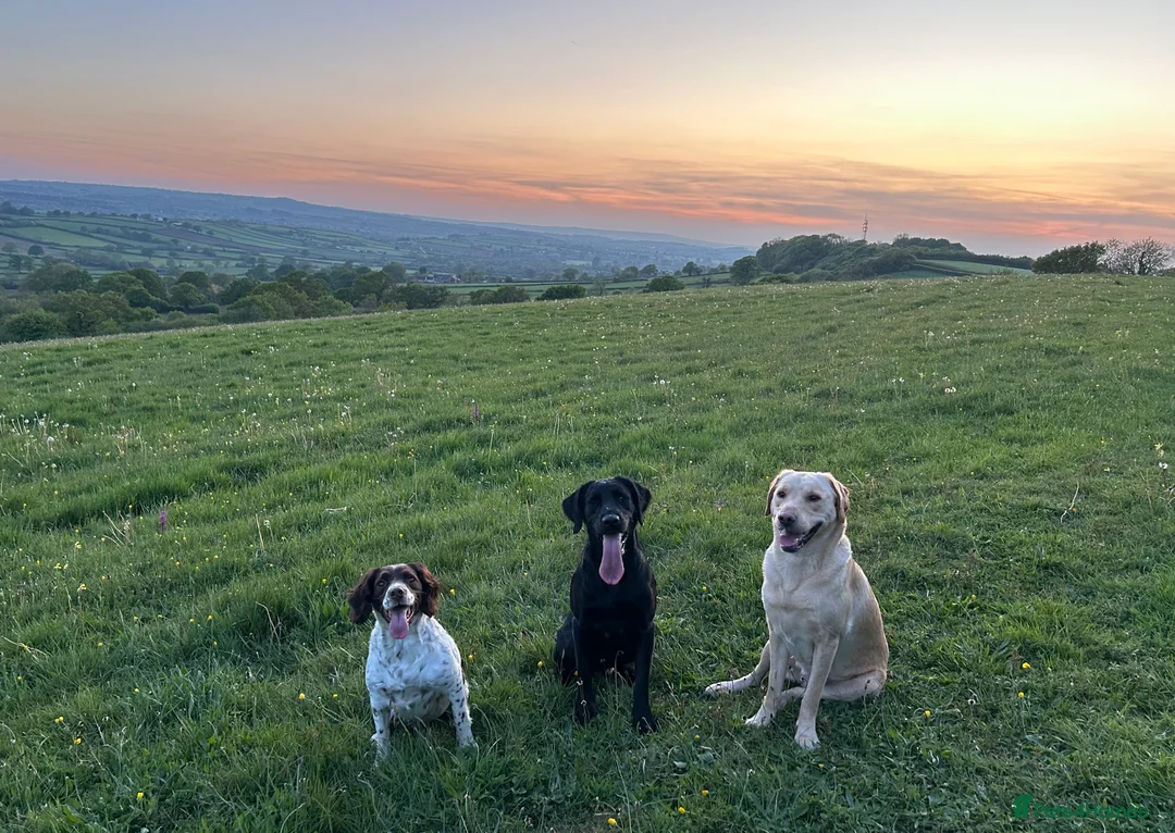 Springador dogs for stud: Homebred Proven Springador stud  - Advert 4