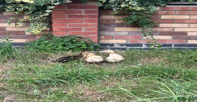Ducks poultry - Advert 6