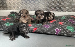 Cockapoo dogs for sale: F1 Cockapoos for sale  - Image 1