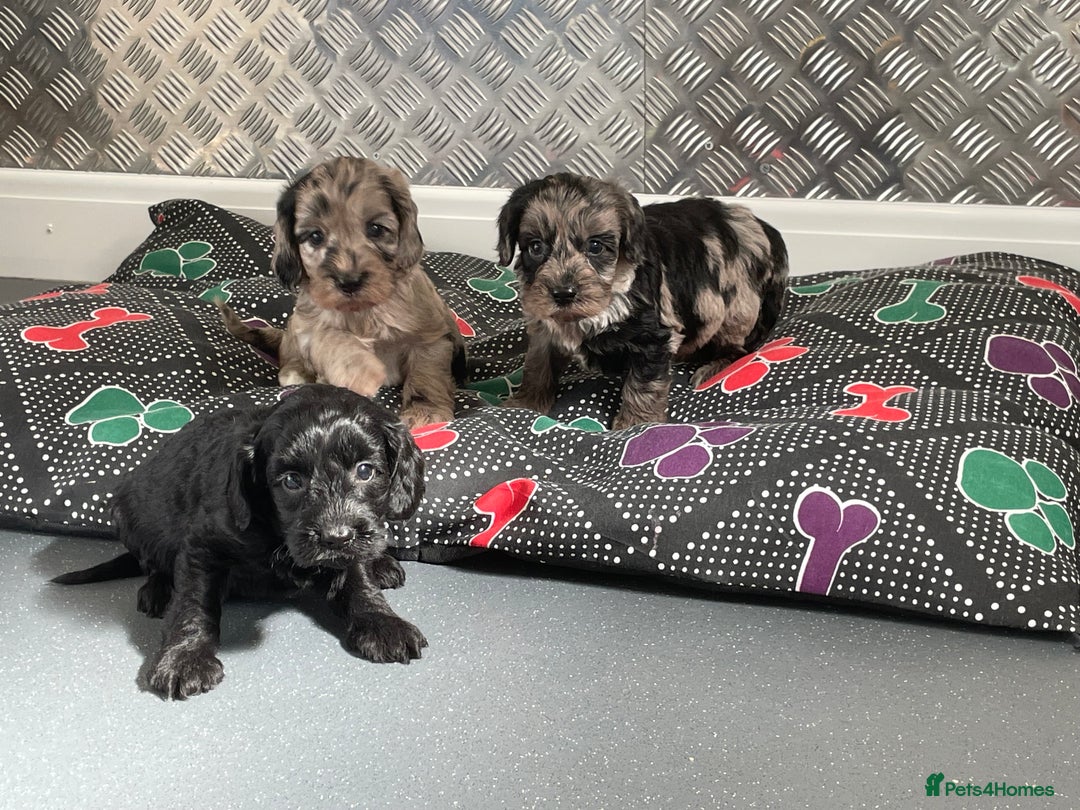 Cockapoo dogs for sale: F1 Cockapoos for sale  - Image 1