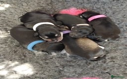 Miniature Schnauzer dogs for sale: Rockybobs Miniature Schnauzers  - Image 6