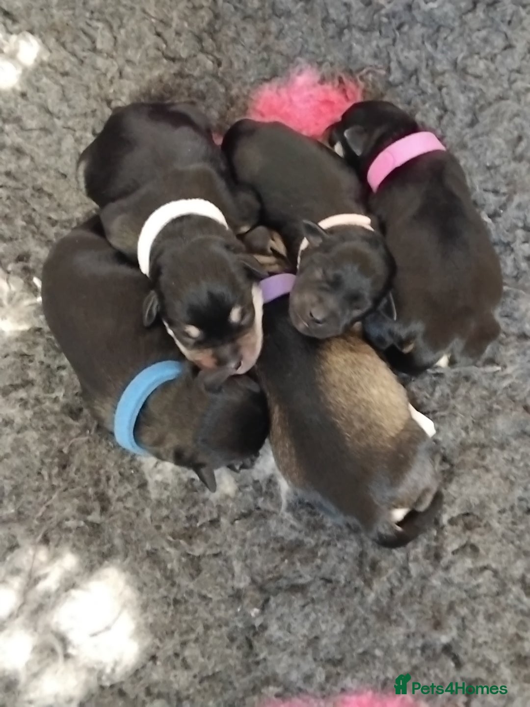 Miniature Schnauzer dogs for sale: Rockybobs Miniature Schnauzers  - Image 6