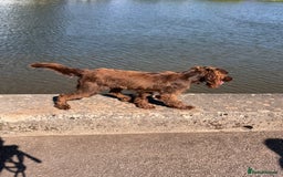 Sprocker dogs for stud: Roman my handsome sprocker for stud - Image 3