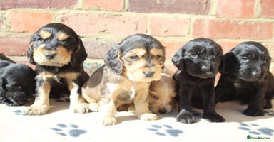 Cocker Spaniel dogs - Advert 4