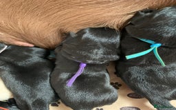 Labrador Retriever dogs for sale: Gentle natured home reared KC Registered Labradors - Image 8