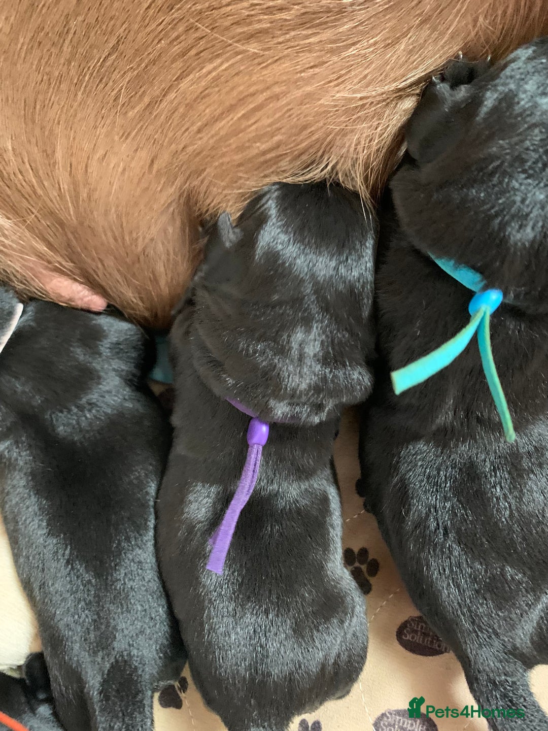 Labrador Retriever dogs for sale: Gentle natured home reared KC Registered Labradors - Image 8