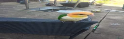 Parrots birds for sale: Super tamed caique  - Advert 7