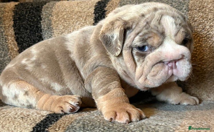 English Bulldog dogs - Advert 9