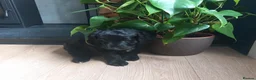 Bordoodle dogs for sale: Beautiful Home-Raised Bordoodle Puppies – 2 Girls in Galashiels - Advert 6